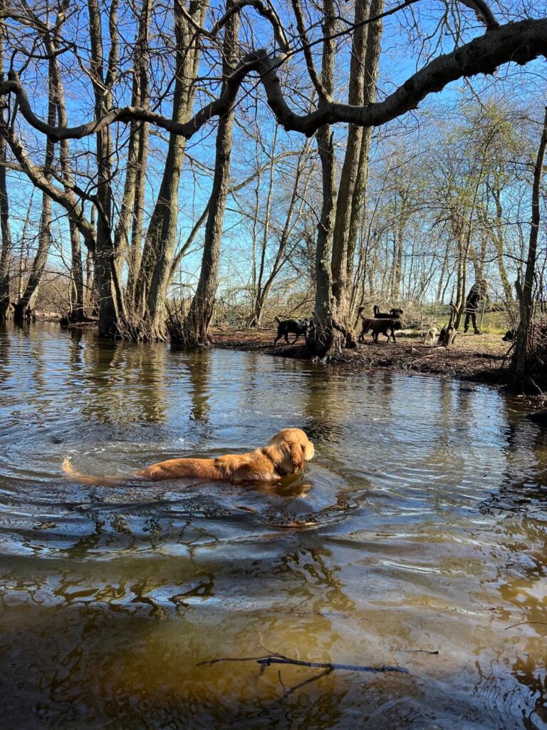 Hundedagpleje København